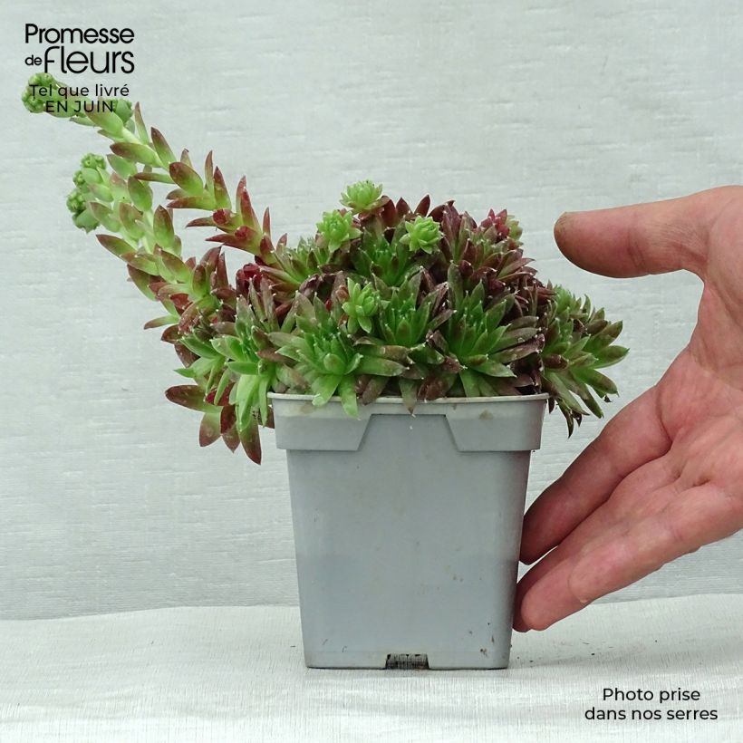 Sempervivum Chick Charms Cinnamon Starburst 10cm/11cm pot sample as delivered in summer