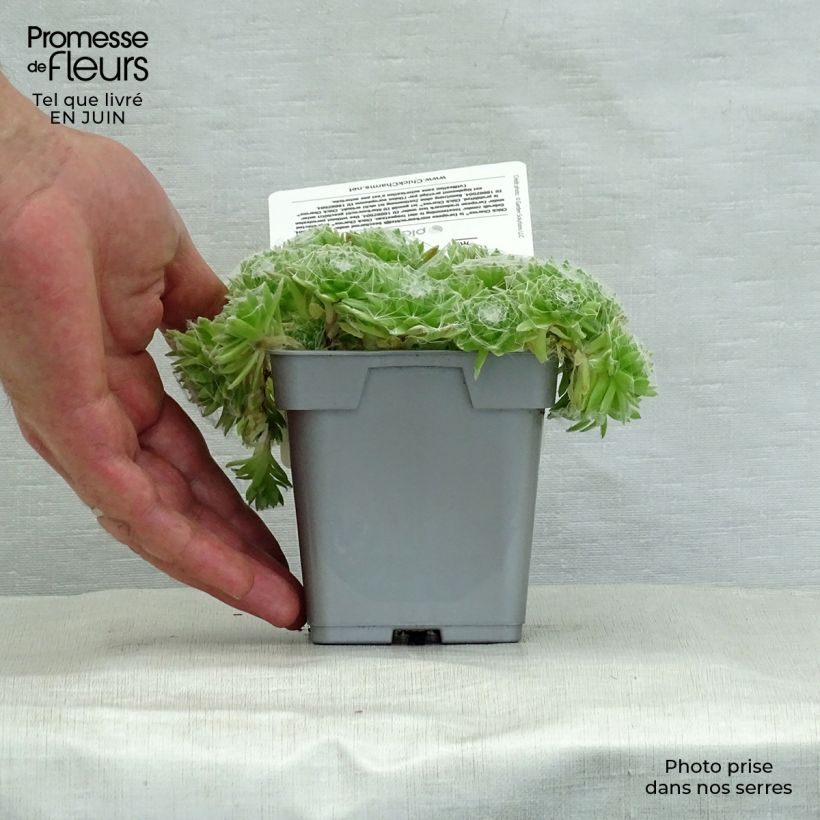 Sempervivum Chick Charms Cotton Candy 10cm/11cm pot sample as delivered in summer