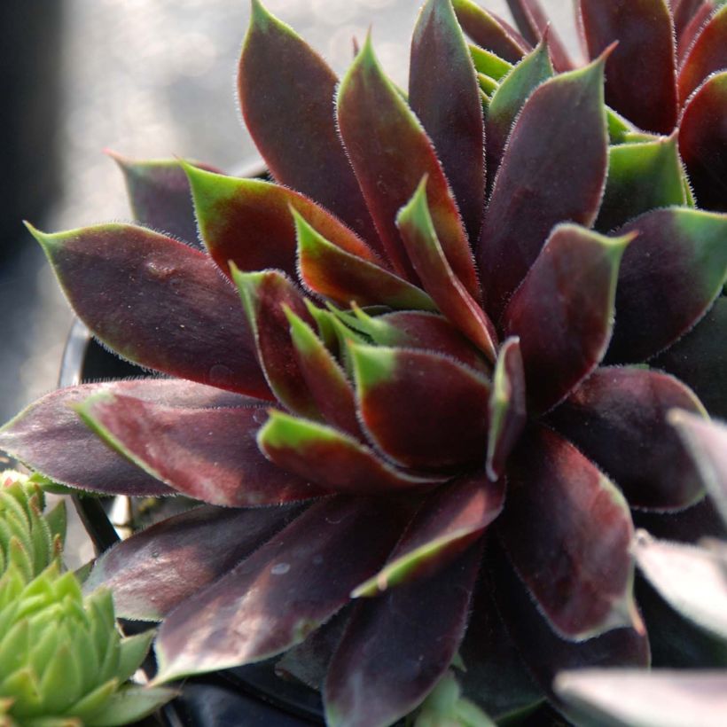 Sempervivum Chick Charms Cranberry Cocktail (Plant habit)