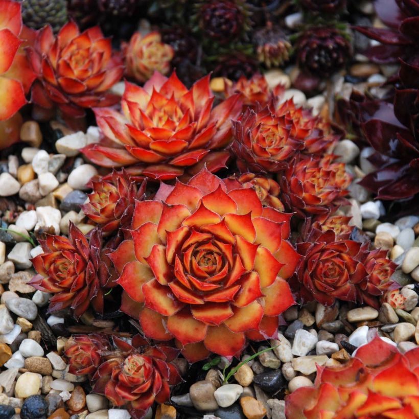 Sempervivum Chick Charms Gold Nugget (Plant habit)