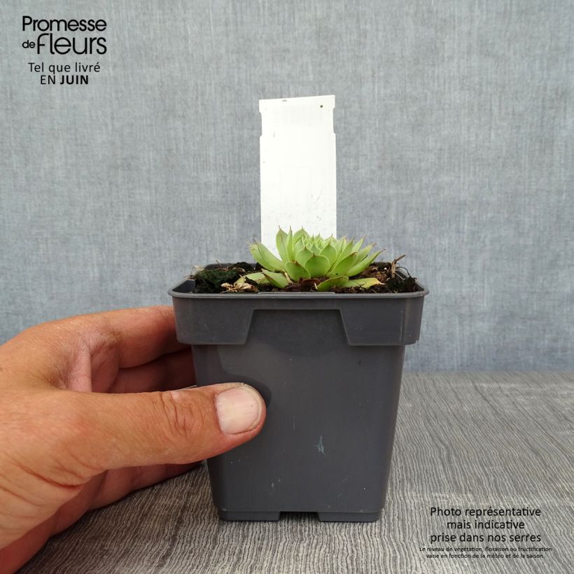 Sempervivum Chick Charms Gold Nugget 10cm/11cm pot sample as delivered in summer
