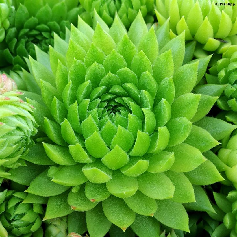 Sempervivum hybrida Chick Charms Key Lime Kiss (Foliage)