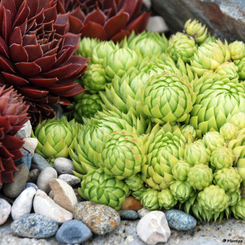 Sempervivum hybrida Chick Charms Key Lime Kiss (Plant habit)