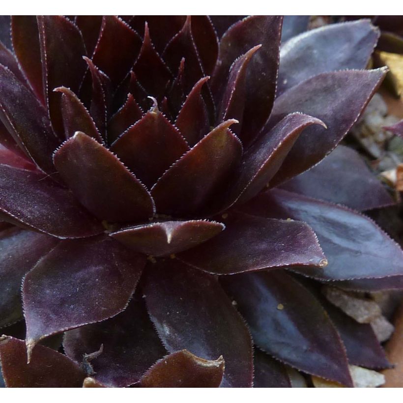 Sempervivum Dark Beauty (Foliage)