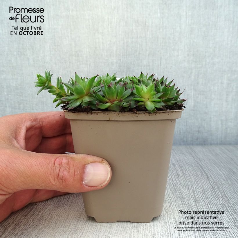 Sempervivum Dark Beauty 8/9 cm pot sample as delivered in autumn