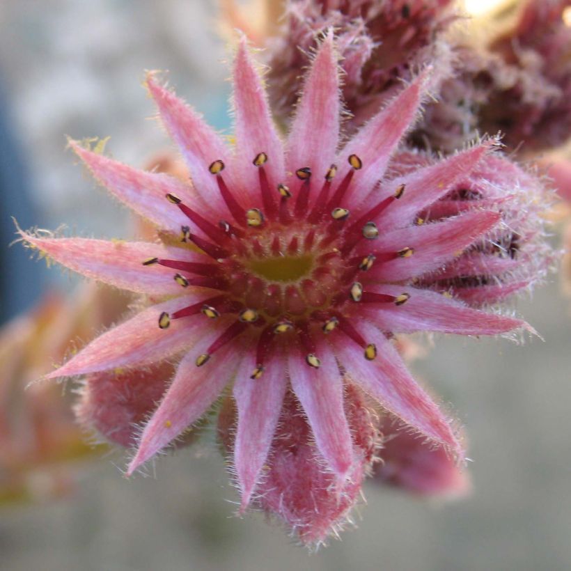 Sempervivum Feldmaier (Flowering)