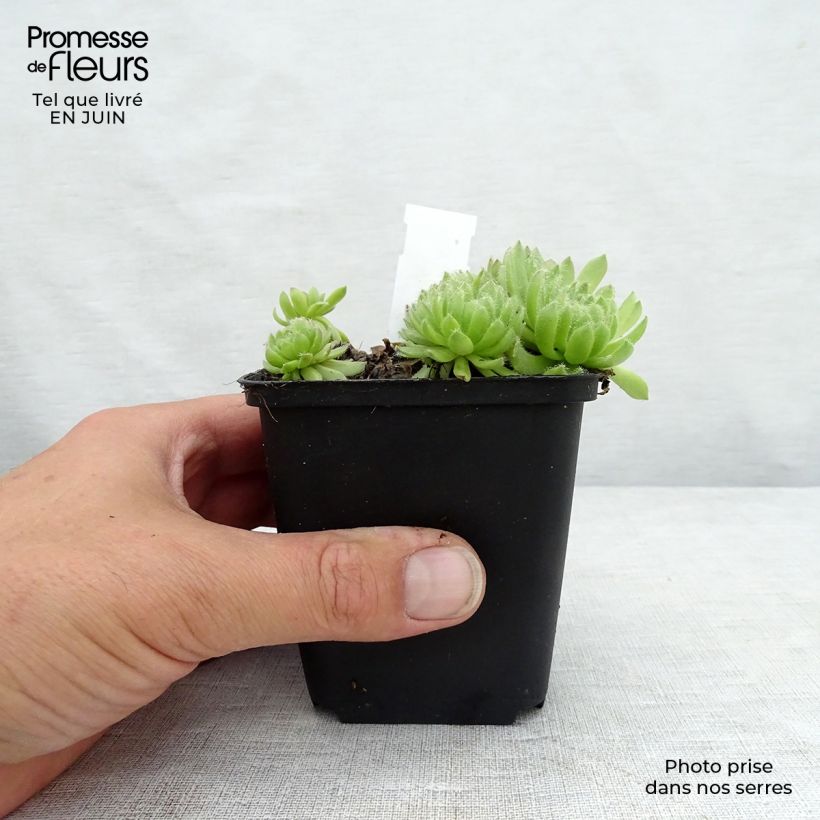 Sempervivum Collection 8/9 cm pot sample as delivered in summer
