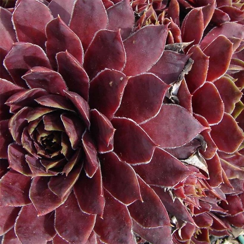 Sempervivum Granat (Flowering)