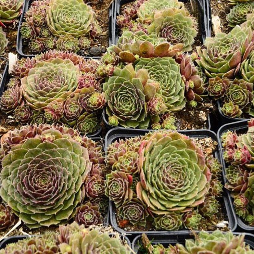 Sempervivum Granat (Plant habit)