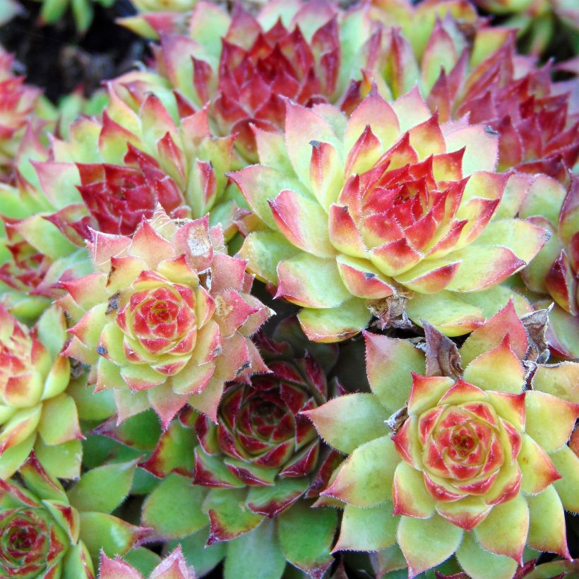 Sempervivum tectorum Black (Flowering)