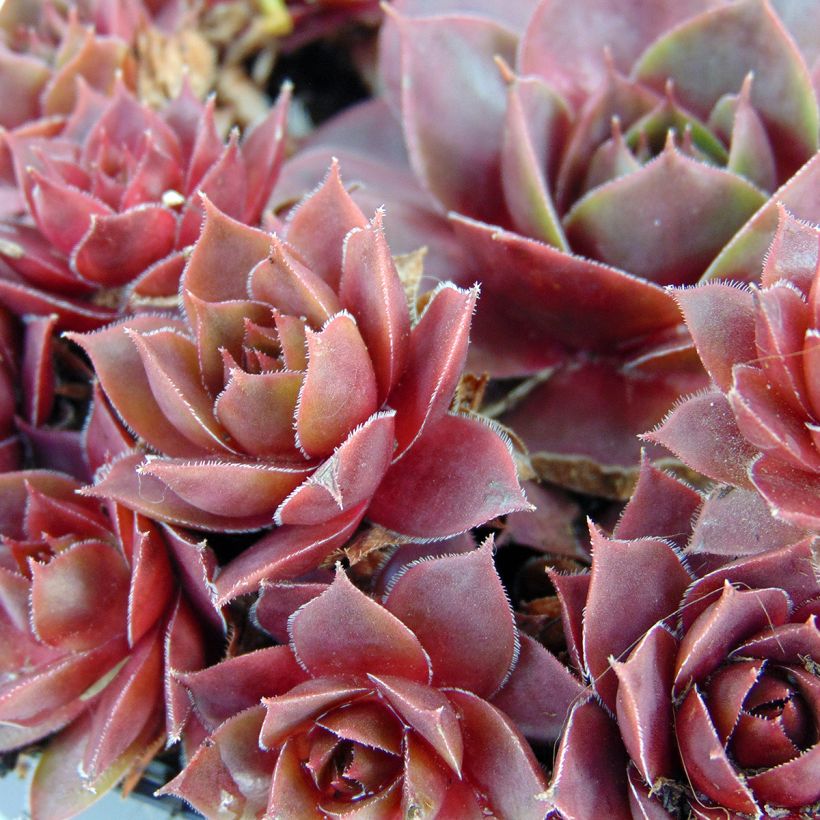 Sempervivum Othello (Foliage)