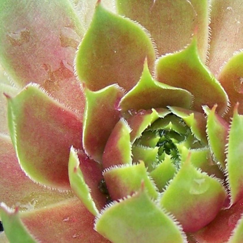 Sempervivum Pseudo-ornatum (Foliage)