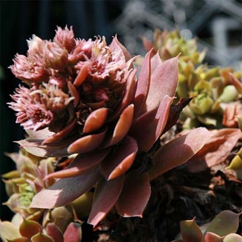 Sempervivum Purple Beauty (Flowering)