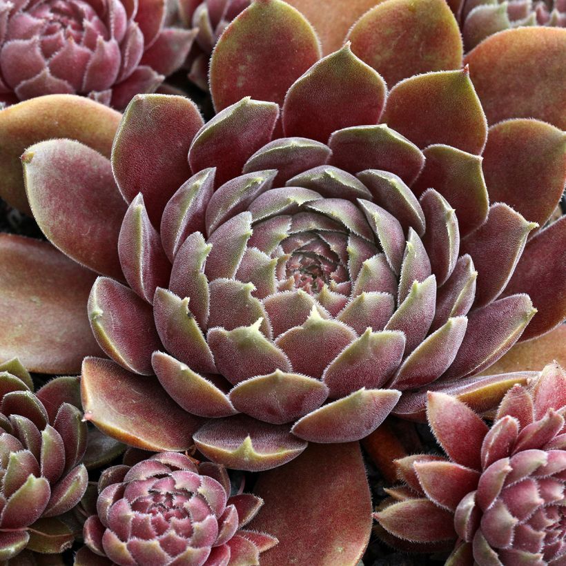 Sempervivum Rauher Kulm (Foliage)