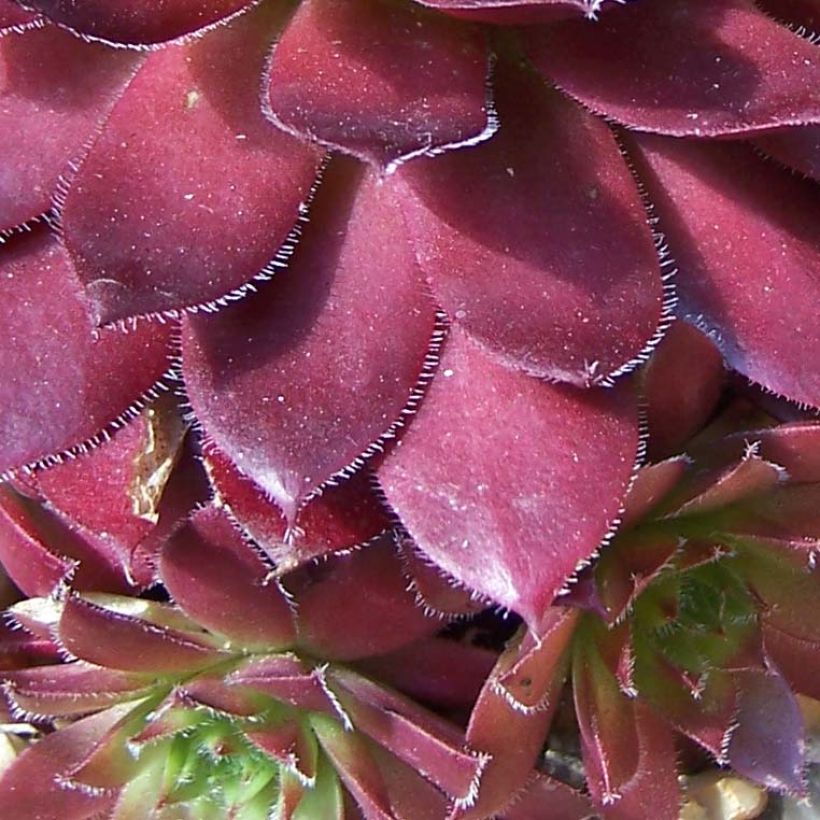 Sempervivum arachnoideum Rubin (Foliage)
