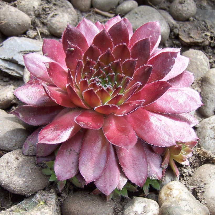 Sempervivum arachnoideum Rubin (Plant habit)