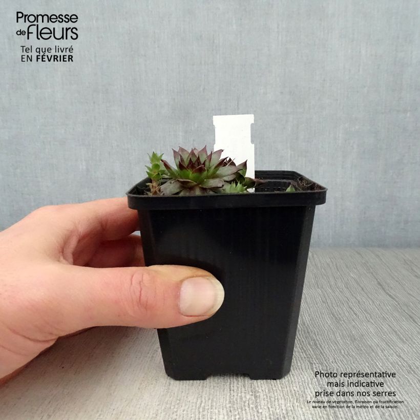 Sempervivum arachnoideum Rubin 8/9 cm pot sample as delivered in winter