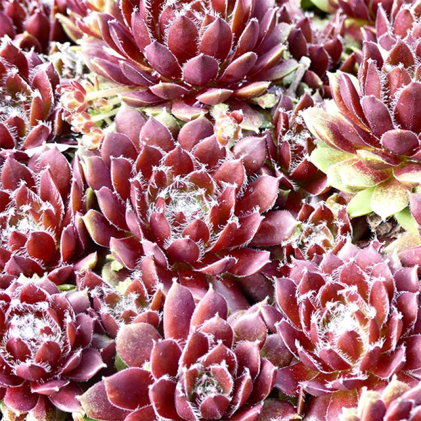 Sempervivum Silberkarneol (Foliage)