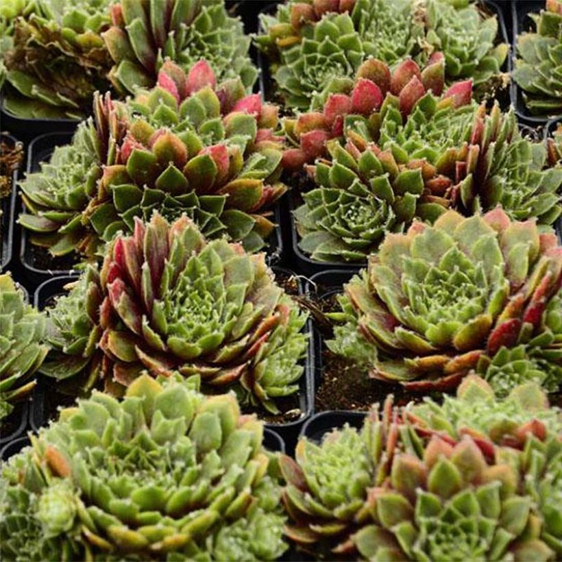 Sempervivum erythraeum Red Velvet (Foliage)