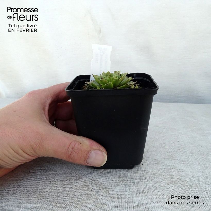 Sempervivum erythraeum Red Velvet 8/9 cm pot sample as delivered in winter