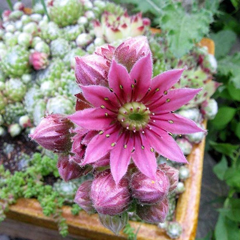 Sempervivum arachnoideum (Flowering)