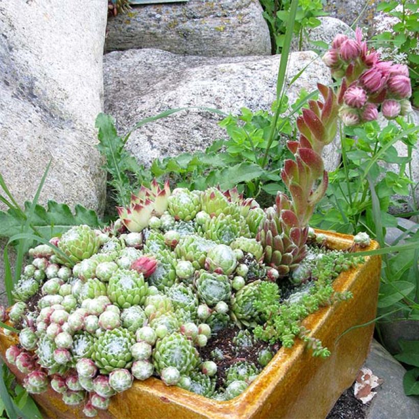 Sempervivum arachnoideum (Plant habit)