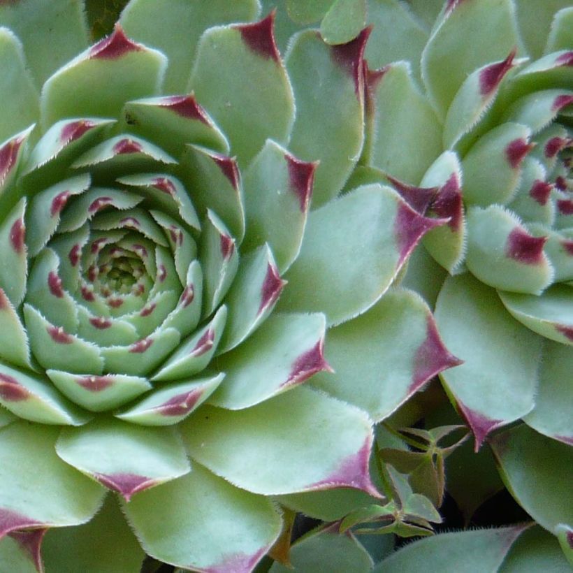 Sempervivum calcareum (Foliage)