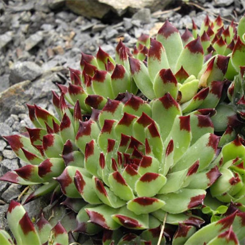 Sempervivum calcareum (Flowering)