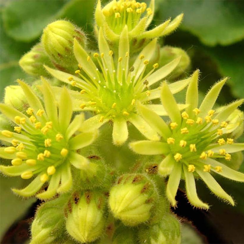 Sempervivum ciliosum var. borisii (Flowering)