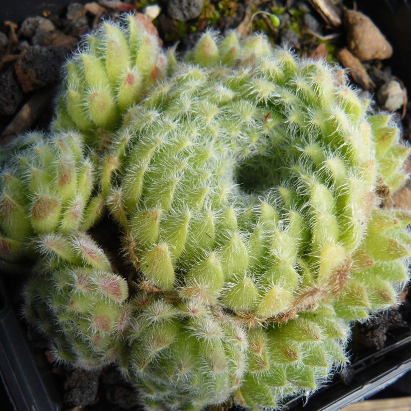 Sempervivum ciliosum var. borisii (Plant habit)