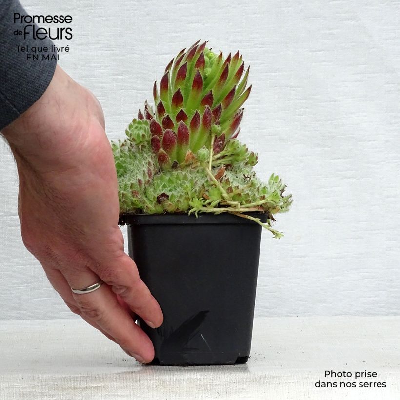 Sempervivum ciliosum var. borisii - Joubarbe ciliée Godet de 8/9 cm sample as delivered in spring