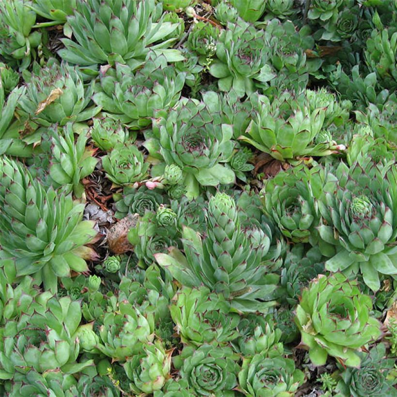 Sempervivum tectorum (Foliage)