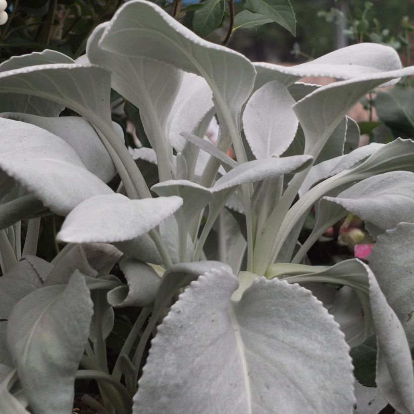 Senecio candidans Angel Wings (Plant habit)