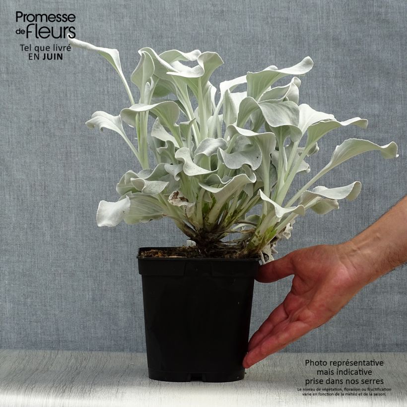 Senecio candidans Angel Wings 2L/3L pot sample as delivered in summer