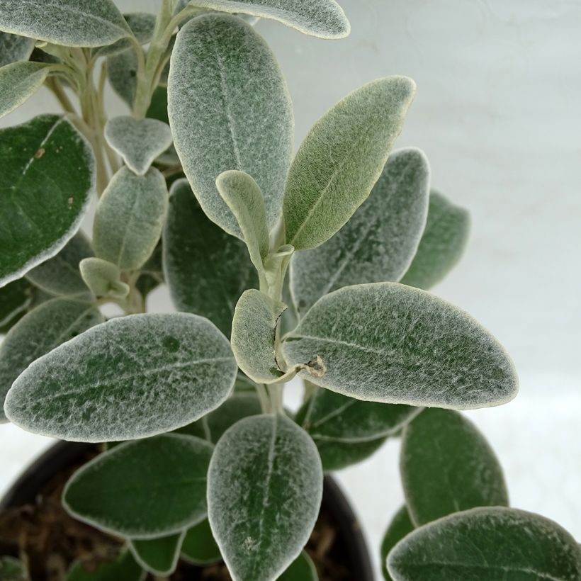 Senecio x greyi Sunshine (Foliage)