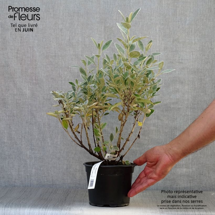 Senecio x greyi Sunshine 2L/3L pot sample as delivered in summer