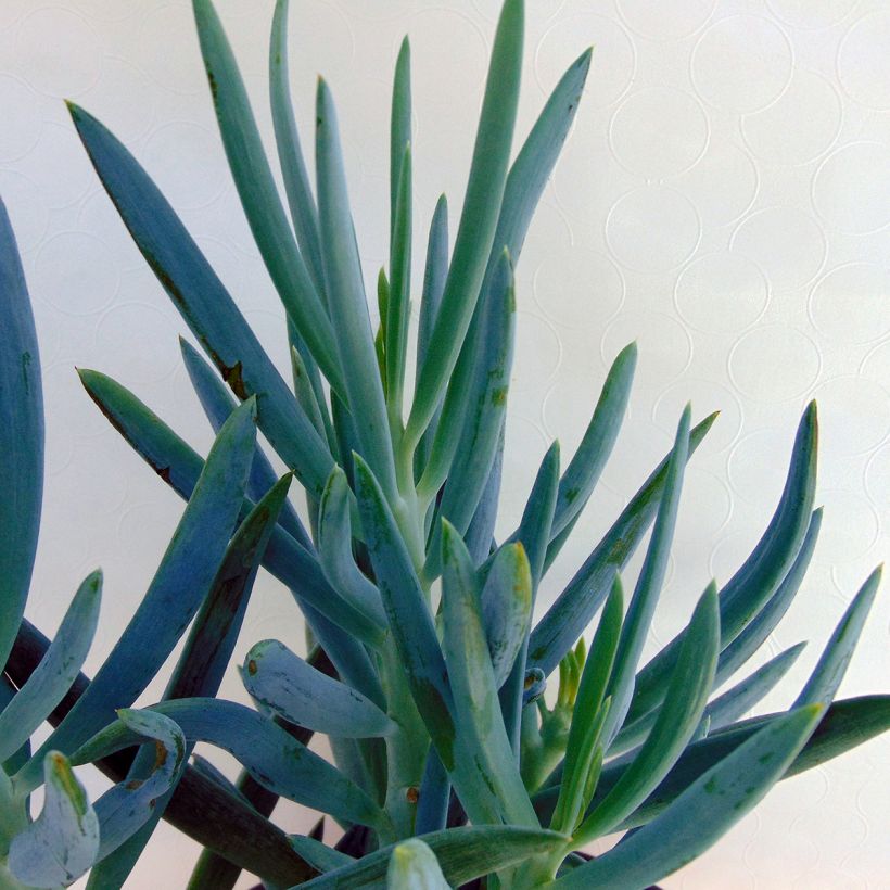 Senecio mandraliscae (Foliage)