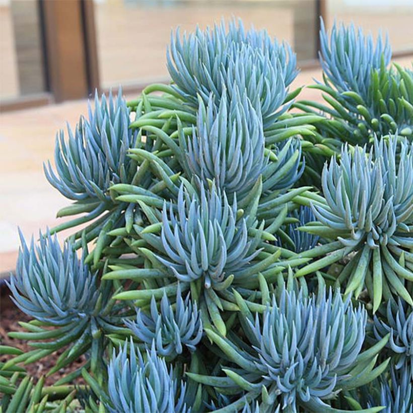 Senecio mandraliscae (Plant habit)