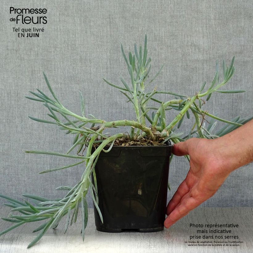 Senecio mandraliscae 2L/3L pot sample as delivered in summer