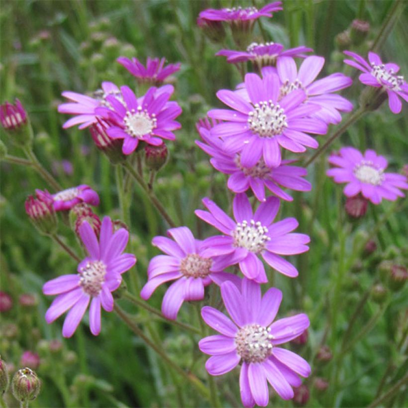 Senecio polyodon (Flowering)