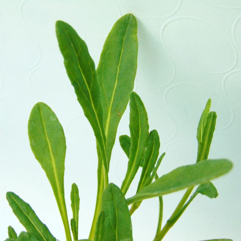 Senecio polyodon (Foliage)