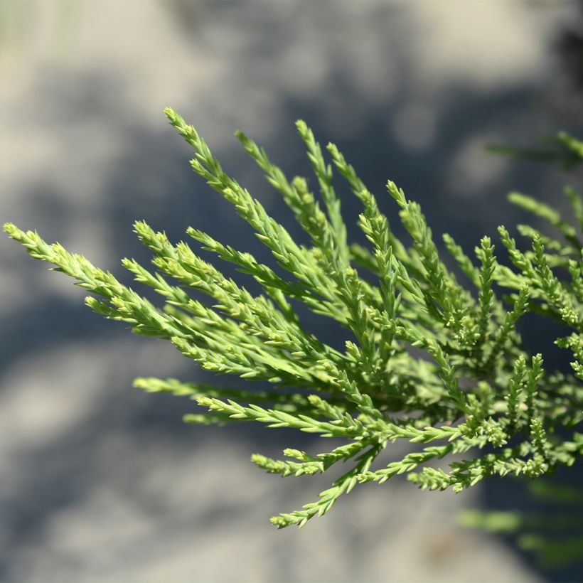 Sequoiadendron giganteum Greenpeace (Foliage)