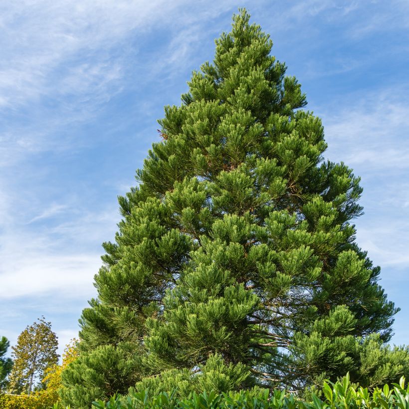 Sequoiadendron giganteum Greenpeace (Plant habit)