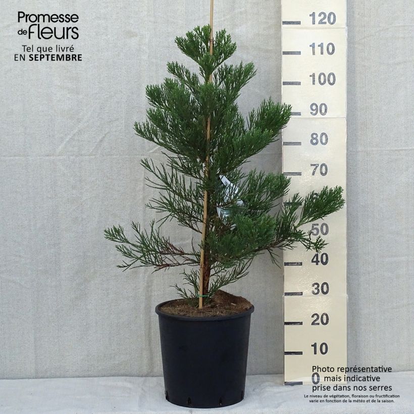 Sequoiadendron giganteum Greenpeace sample as delivered in autumn