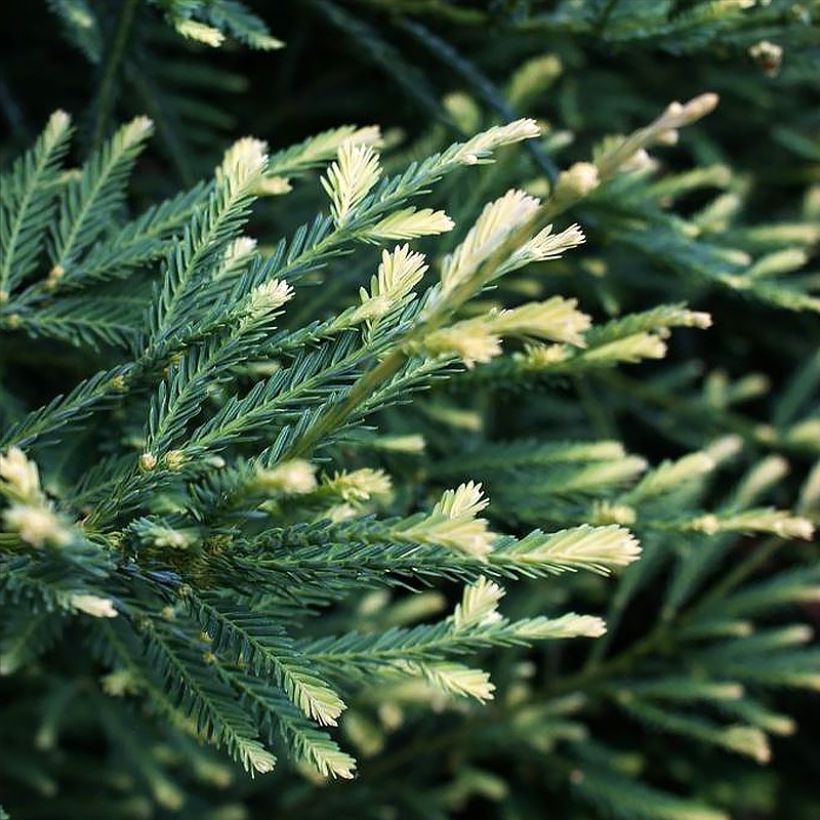 Sequoia sempervirens Adpressa (Foliage)