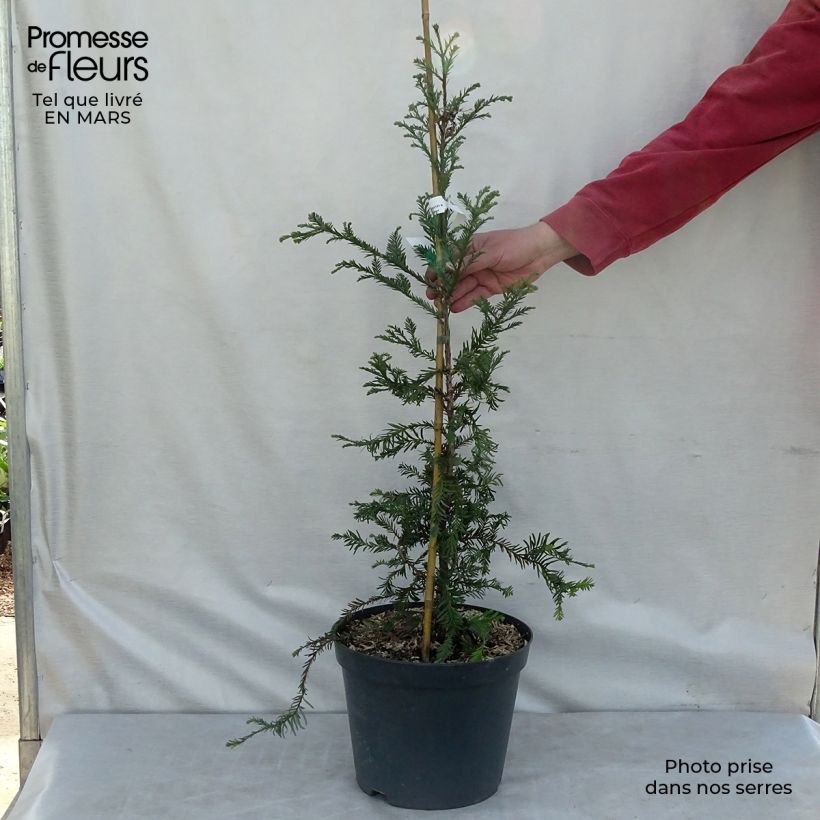 Sequoia sempervirens - Yew-leaved sequoia 7.5L/10L pot sample as delivered in winter