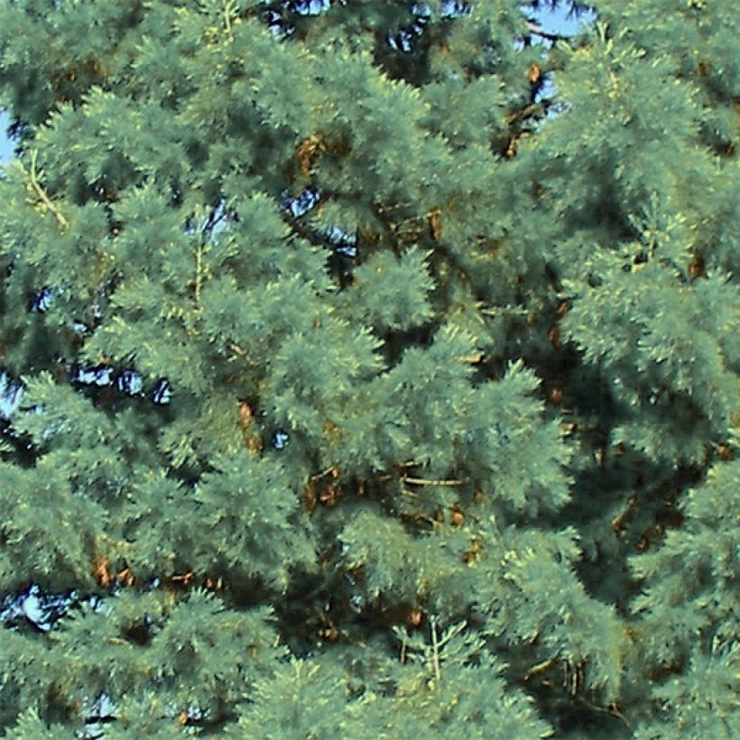 Sequoiadendron giganteum Glaucum (Foliage)