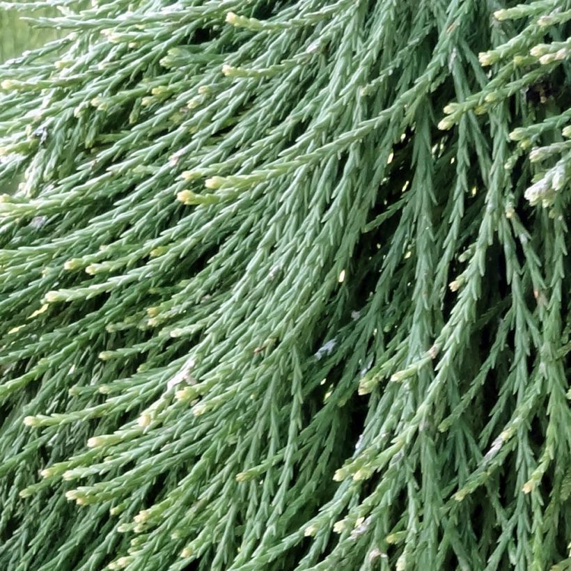 Sequoiadendron giganteum 'Pendulum' (Foliage)