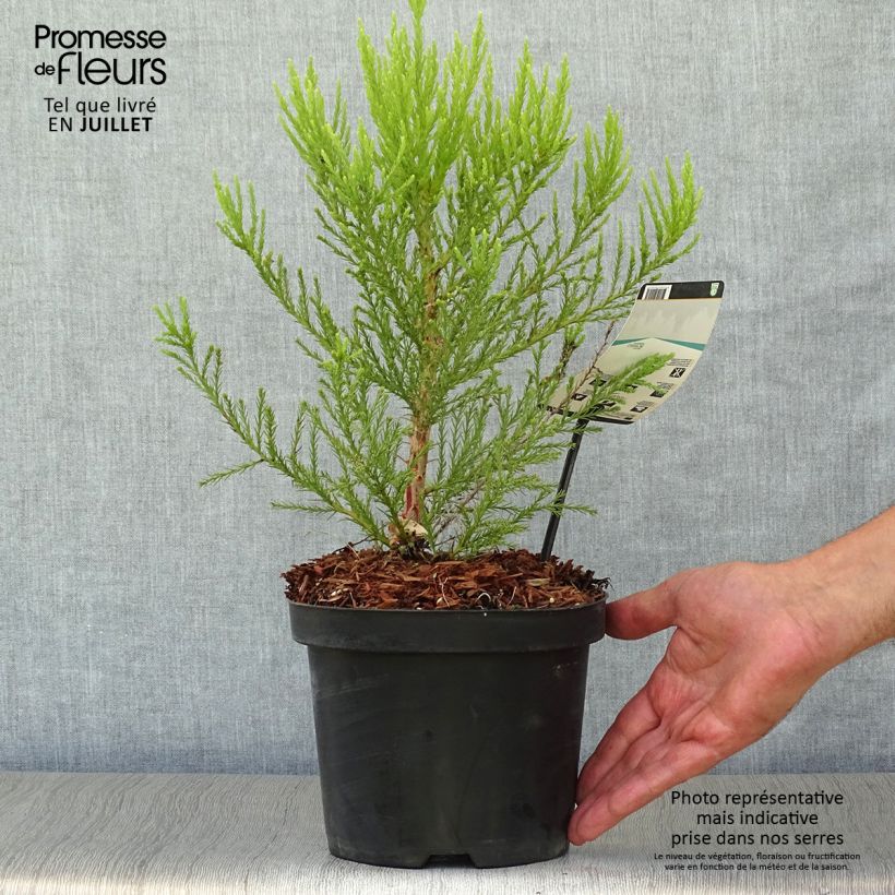 Sequoiadendron giganteum 2L/3L pot sample as delivered in summer