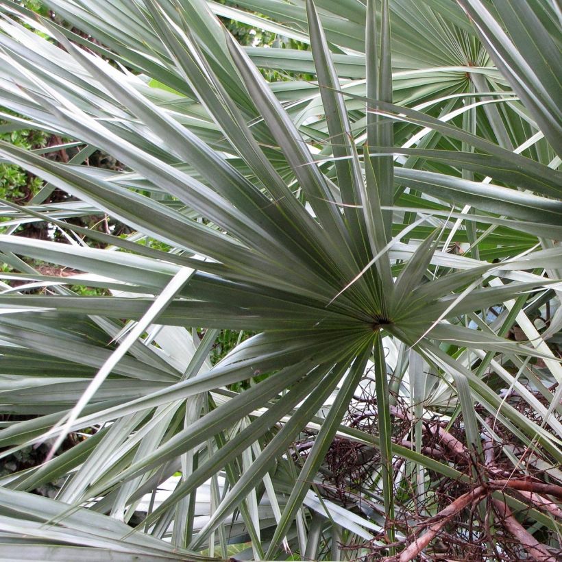 Serenoa repens Silver - Saw Palmetto (Foliage)